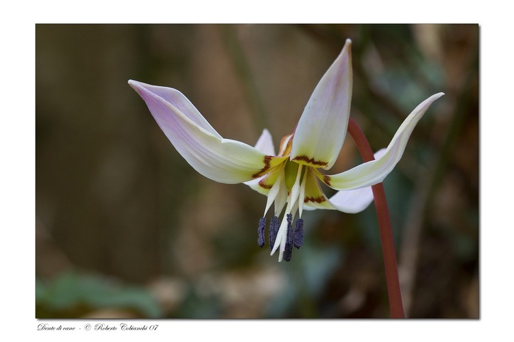 Erythronium dens-canis / Dente di cane